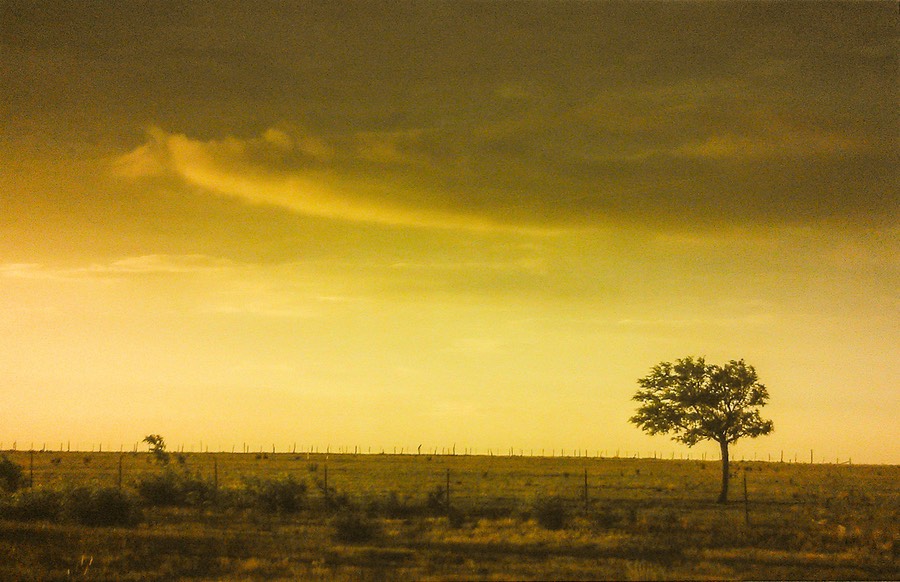 WGACanvasPrintLoneTreeg0056