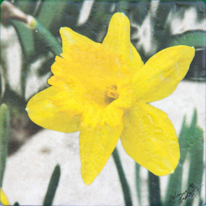 WGADaffodil0244 