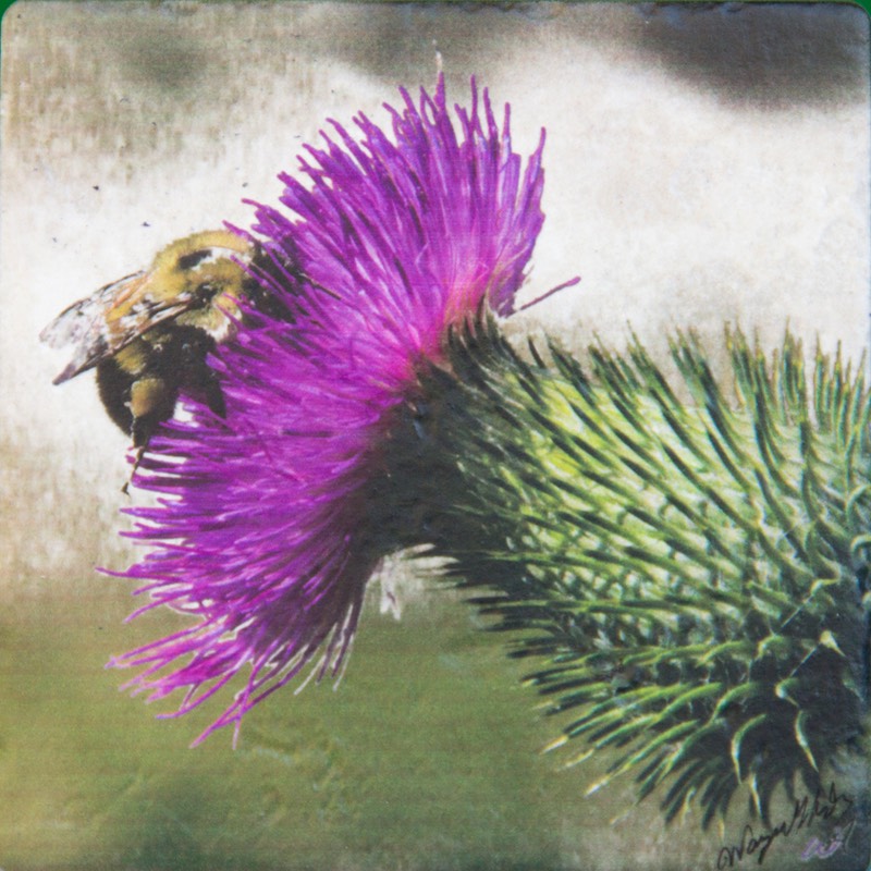 WGAThistle-Bee